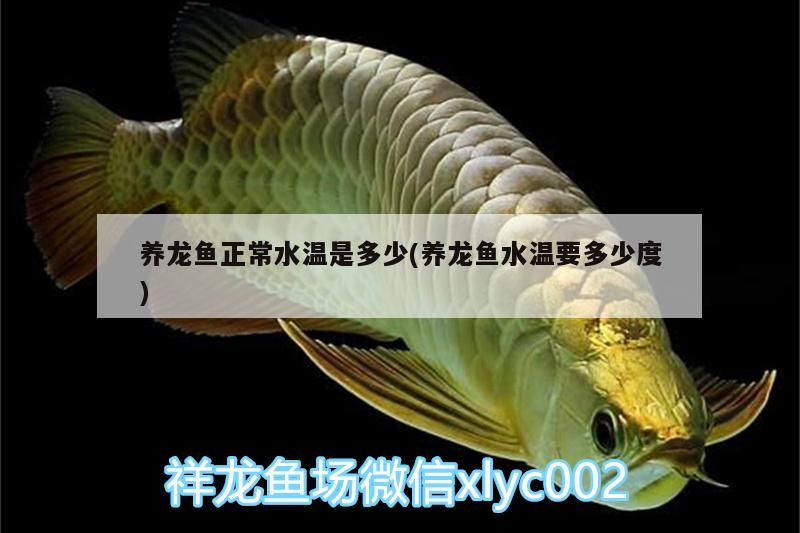 養(yǎng)龍魚正常水溫是多少(養(yǎng)龍魚水溫要多少度) 綠皮皇冠豹魚