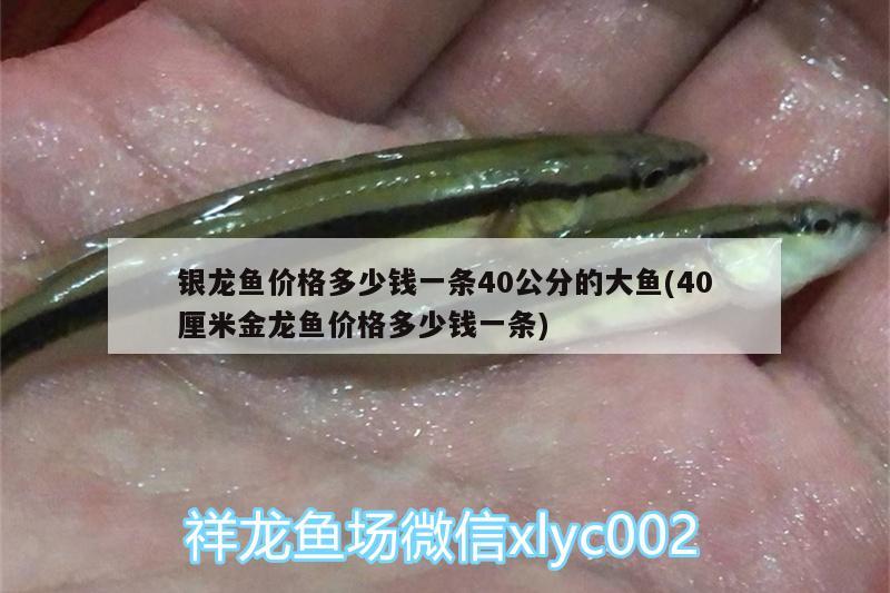 銀龍魚(yú)價(jià)格多少錢一條40公分的大魚(yú)(40厘米金龍魚(yú)價(jià)格多少錢一條) 銀龍魚(yú)