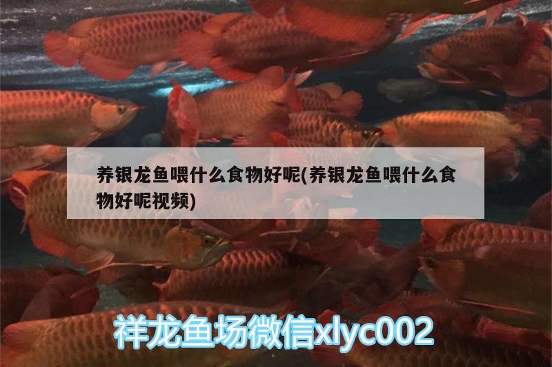 養(yǎng)銀龍魚(yú)喂什么食物好呢(養(yǎng)銀龍魚(yú)喂什么食物好呢視頻) 銀龍魚(yú)