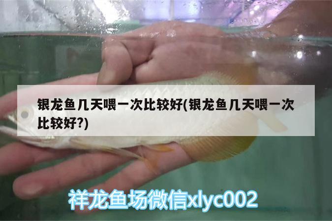 銀龍魚幾天喂一次比較好(銀龍魚幾天喂一次比較好?) 銀龍魚百科 第3張