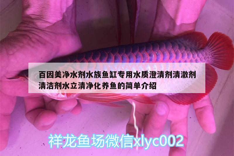 百因美凈水劑水族魚缸專用水質(zhì)澄清劑清澈劑清潔劑水立清凈化養(yǎng)魚的簡單介紹 廣州水族器材濾材批發(fā)市場