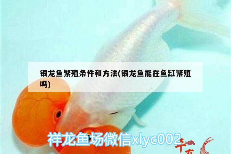 銀龍魚繁殖條件和方法(銀龍魚能在魚缸繁殖嗎) 銀龍魚