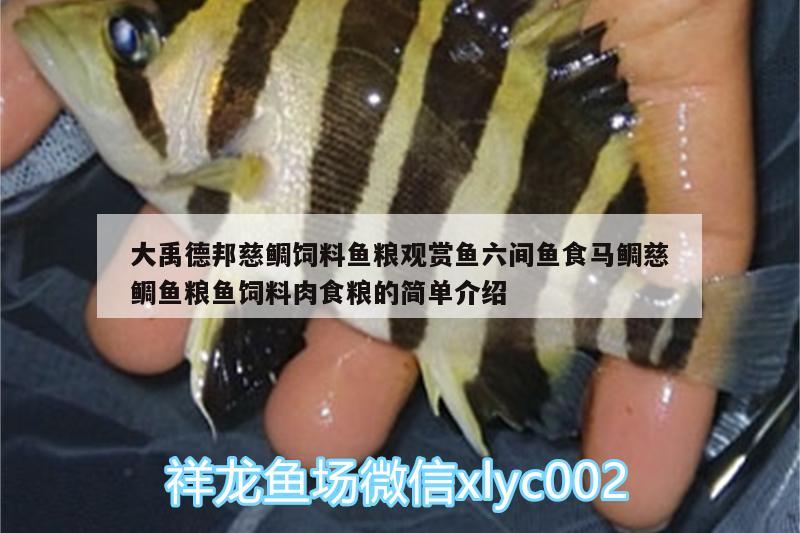 大禹德邦慈鯛飼料魚糧觀賞魚六間魚食馬鯛慈鯛魚糧魚飼料肉食糧的簡單介紹 廣州水族器材濾材批發(fā)市場