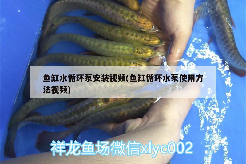 魚缸水循環(huán)泵安裝視頻(魚缸循環(huán)水泵使用方法視頻)