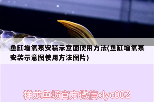 魚缸增氧泵安裝示意圖使用方法(魚缸增氧泵安裝示意圖使用方法圖片) 飛鳳魚