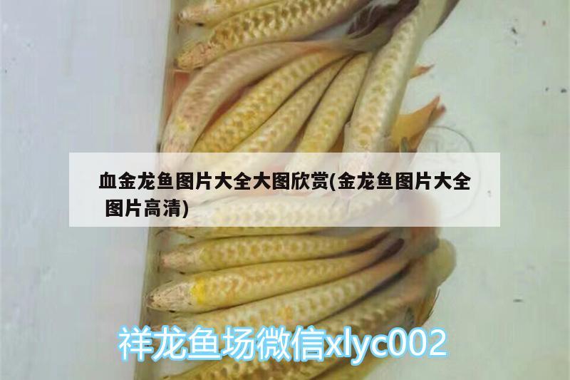 血金龍魚圖片大全大圖欣賞(金龍魚圖片大全圖片高清) 福魟魟魚