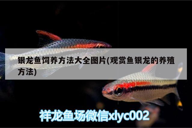 銀龍魚飼養(yǎng)方法大全圖片(觀賞魚銀龍的養(yǎng)殖方法)