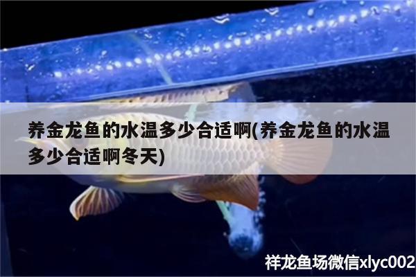 養(yǎng)金龍魚的水溫多少合適啊(養(yǎng)金龍魚的水溫多少合適啊冬天) 雪龍魚