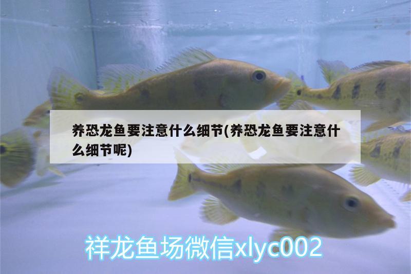 養(yǎng)恐龍魚要注意什么細(xì)節(jié)(養(yǎng)恐龍魚要注意什么細(xì)節(jié)呢) 皇冠黑白魟魚