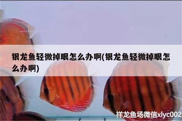 銀龍魚(yú)輕微掉眼怎么辦啊(銀龍魚(yú)輕微掉眼怎么辦啊) 銀龍魚(yú)百科