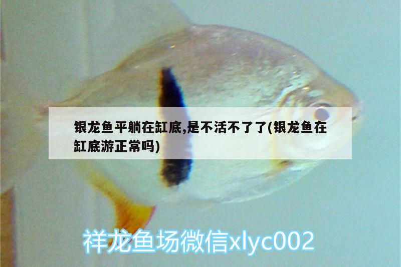 銀龍魚平躺在缸底,是不活不了了(銀龍魚在缸底游正常嗎) 銀龍魚