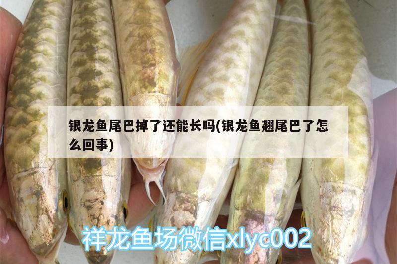 銀龍魚尾巴掉了還能長(zhǎng)嗎(銀龍魚翹尾巴了怎么回事)