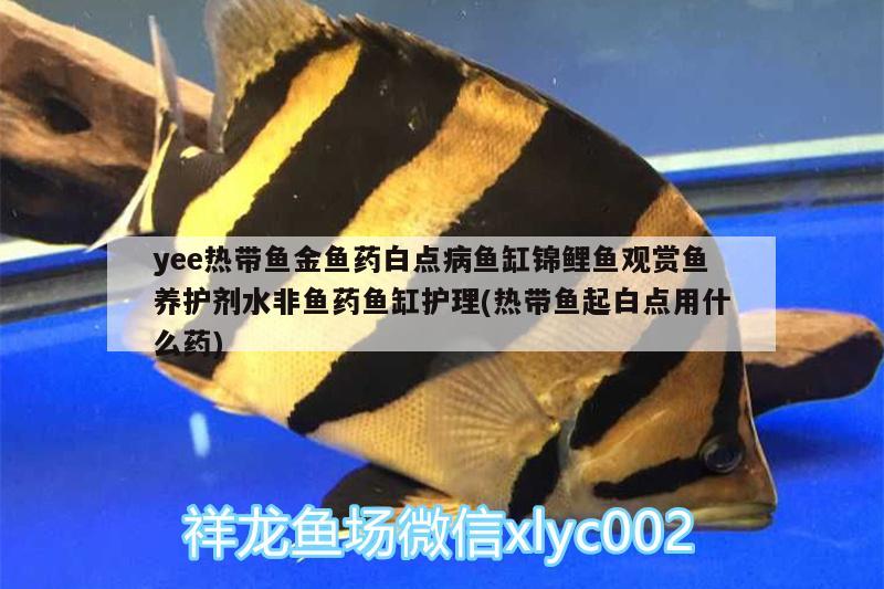 yee熱帶魚金魚藥白點病魚缸錦鯉魚觀賞魚養(yǎng)護劑水非魚藥魚缸護理(熱帶魚起白點用什么藥)