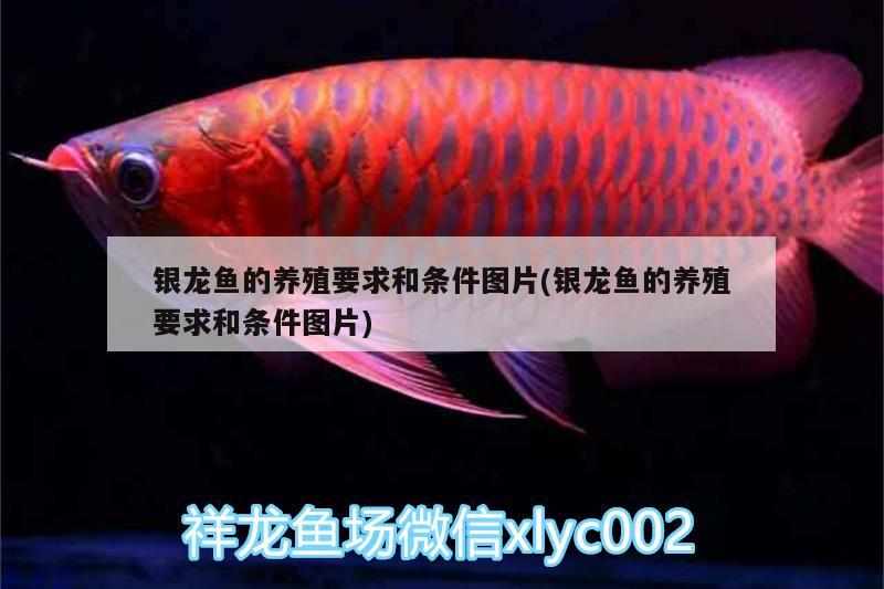 銀龍魚的養(yǎng)殖要求和條件圖片(銀龍魚的養(yǎng)殖要求和條件圖片)