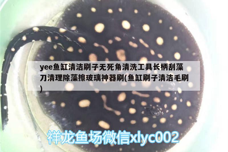 yee魚缸清潔刷子無死角清洗工具長柄刮藻刀清理除藻擦玻璃神器刷(魚缸刷子清潔毛刷) yee