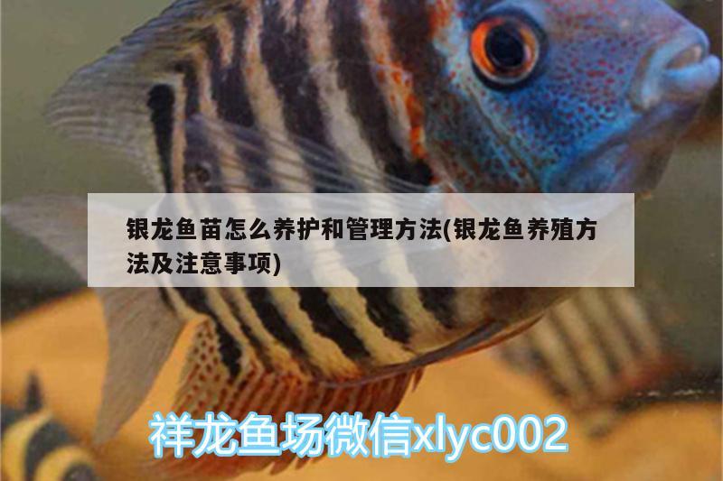 銀龍魚苗怎么養(yǎng)護(hù)和管理方法(銀龍魚養(yǎng)殖方法及注意事項(xiàng)) 銀龍魚百科