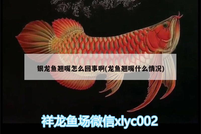 銀龍魚翹嘴怎么回事啊(龍魚翹嘴什么情況) 銀龍魚百科