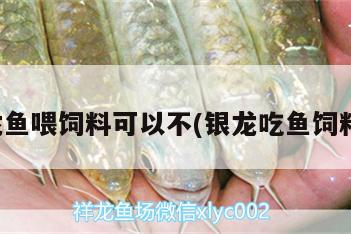 銀龍魚喂飼料可以不(銀龍吃魚飼料嗎) 銀龍魚百科