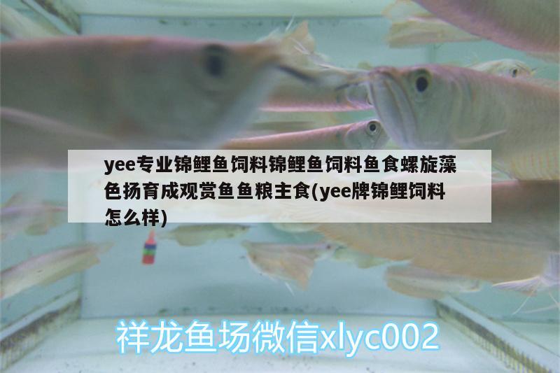 yee專業(yè)錦鯉魚飼料錦鯉魚飼料魚食螺旋藻色揚(yáng)育成觀賞魚魚糧主食(yee牌錦鯉飼料怎么樣)