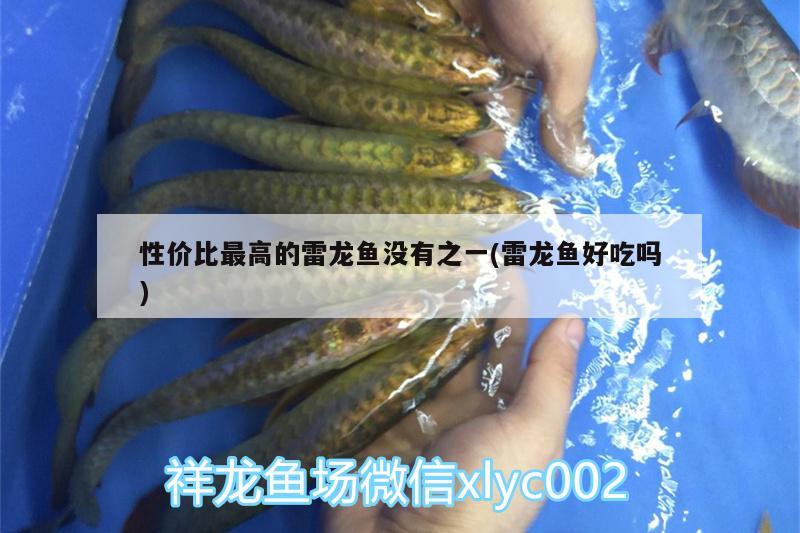 性價(jià)比最高的雷龍魚沒有之一(雷龍魚好吃嗎) 泰國(guó)虎魚