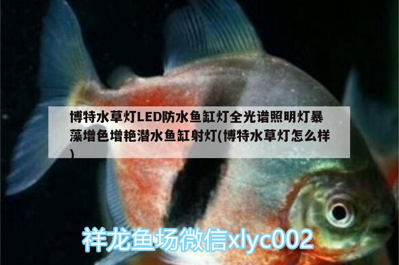 博特水草燈LED防水魚(yú)缸燈全光譜照明燈暴藻增色增艷潛水魚(yú)缸射燈(博特水草燈怎么樣) 博特水族