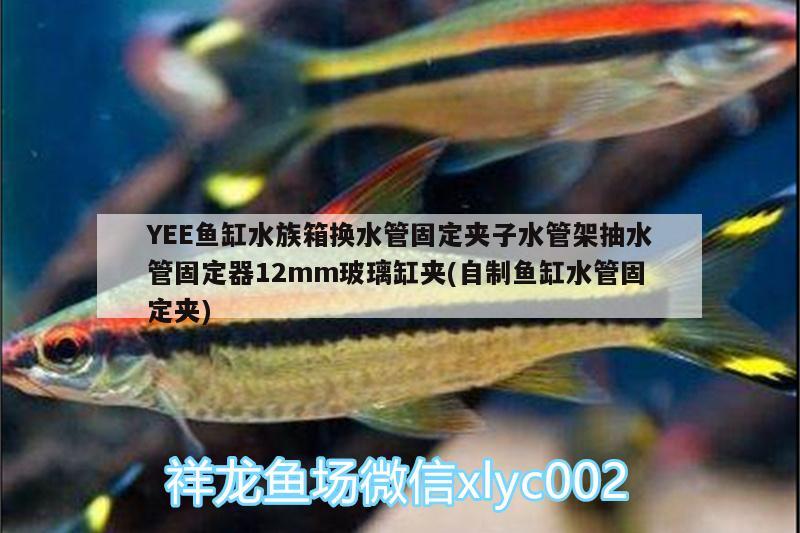 YEE魚缸水族箱換水管固定夾子水管架抽水管固定器12mm玻璃缸夾(自制魚缸水管固定夾)