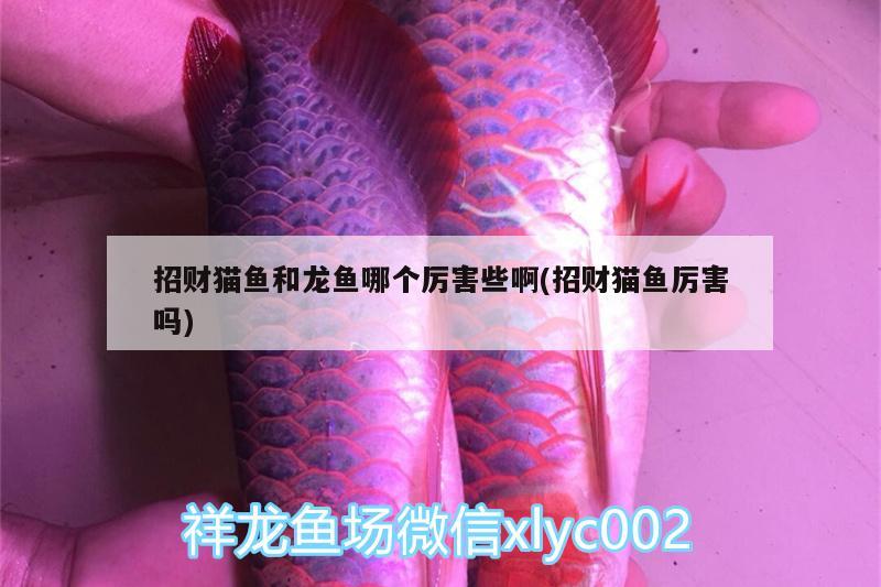 招財貓魚和龍魚哪個厲害些啊(招財貓魚厲害嗎) 白子銀版魚