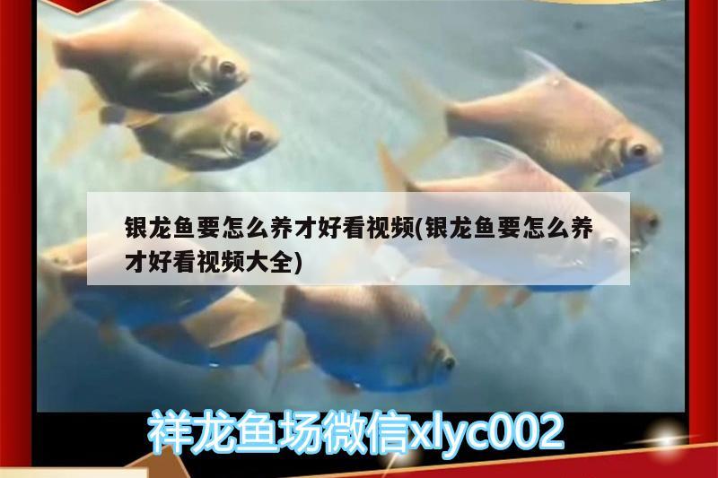 銀龍魚(yú)要怎么養(yǎng)才好看視頻(銀龍魚(yú)要怎么養(yǎng)才好看視頻大全)