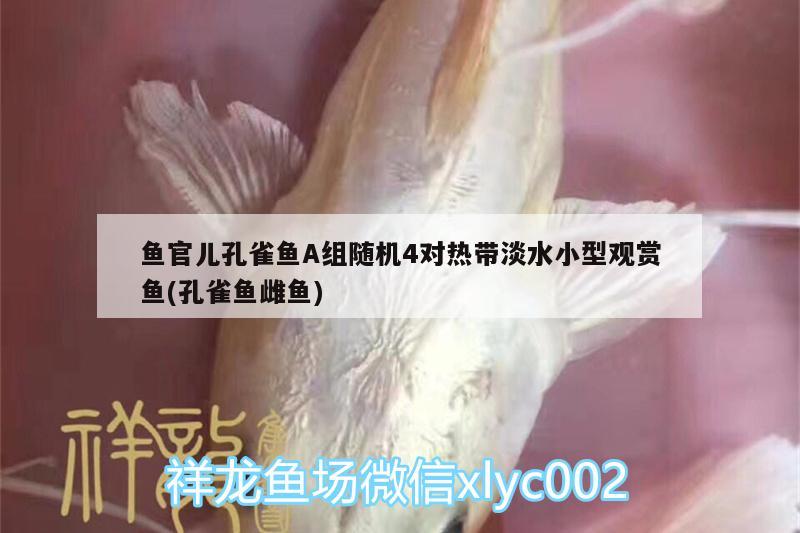 魚(yú)官兒孔雀魚(yú)A組隨機(jī)4對(duì)熱帶淡水小型觀(guān)賞魚(yú)(孔雀魚(yú)雌魚(yú)) 小型觀(guān)賞魚(yú) 第2張