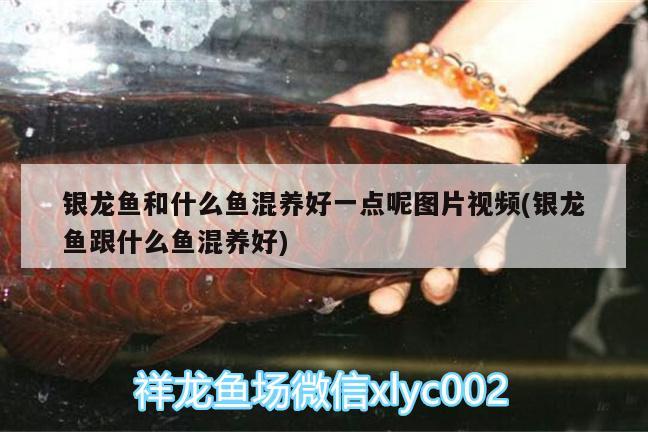 銀龍魚和什么魚混養(yǎng)好一點(diǎn)呢圖片視頻(銀龍魚跟什么魚混養(yǎng)好) 銀龍魚百科