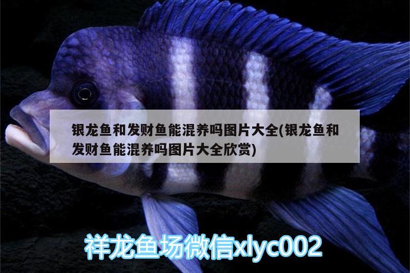 銀龍魚和發(fā)財(cái)魚能混養(yǎng)嗎圖片大全(銀龍魚和發(fā)財(cái)魚能混養(yǎng)嗎圖片大全欣賞)