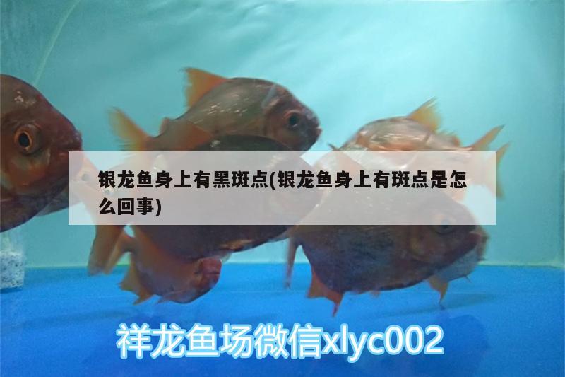 銀龍魚身上有黑斑點(銀龍魚身上有斑點是怎么回事) 銀龍魚