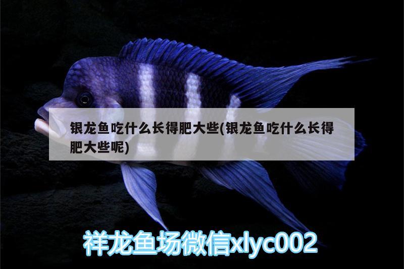 銀龍魚(yú)吃什么長(zhǎng)得肥大些(銀龍魚(yú)吃什么長(zhǎng)得肥大些呢)