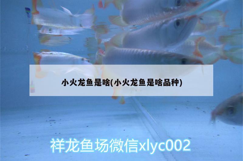 小火龍魚是啥(小火龍魚是啥品種) 祥龍水族濾材/器材 第3張