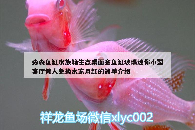 森森魚缸水族箱生態(tài)桌面金魚缸玻璃迷你小型客廳懶人免換水家用缸的簡(jiǎn)單介紹 魚缸/水族箱