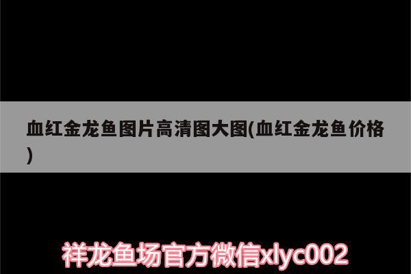 血紅金龍魚(yú)圖片高清圖大圖(血紅金龍魚(yú)價(jià)格) 大正錦鯉魚(yú)