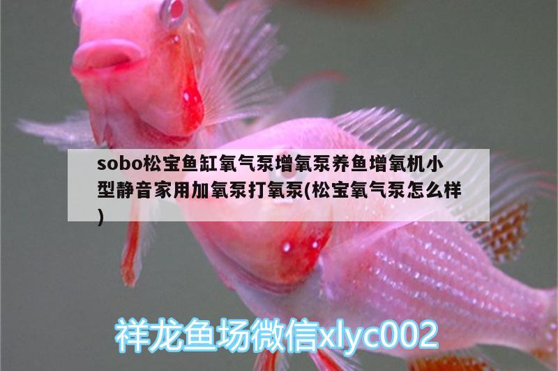 sobo松寶魚缸氧氣泵增氧泵養(yǎng)魚增氧機(jī)小型靜音家用加氧泵打氧泵(松寶氧氣泵怎么樣) 廣州水族器材濾材批發(fā)市場(chǎng)