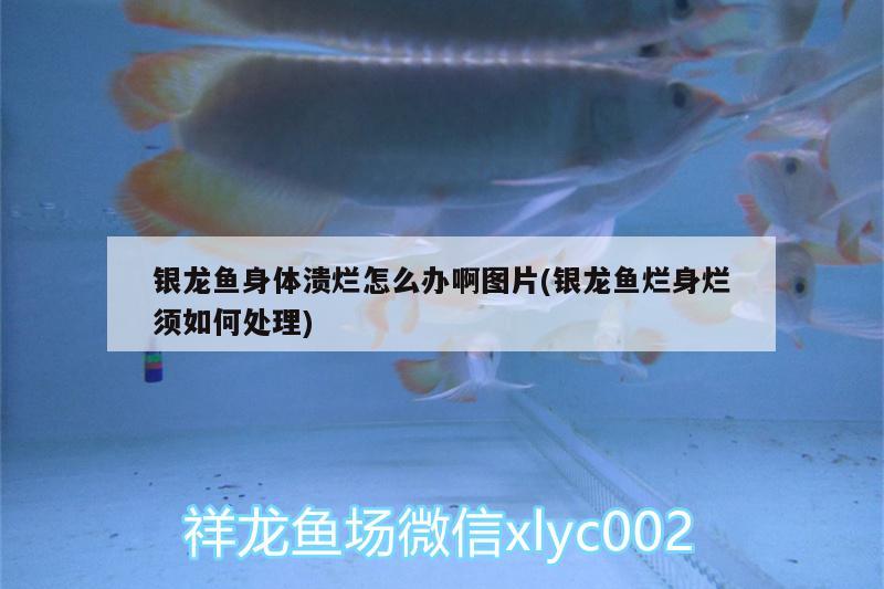 銀龍魚身體潰爛怎么辦啊圖片(銀龍魚爛身爛須如何處理) 銀龍魚