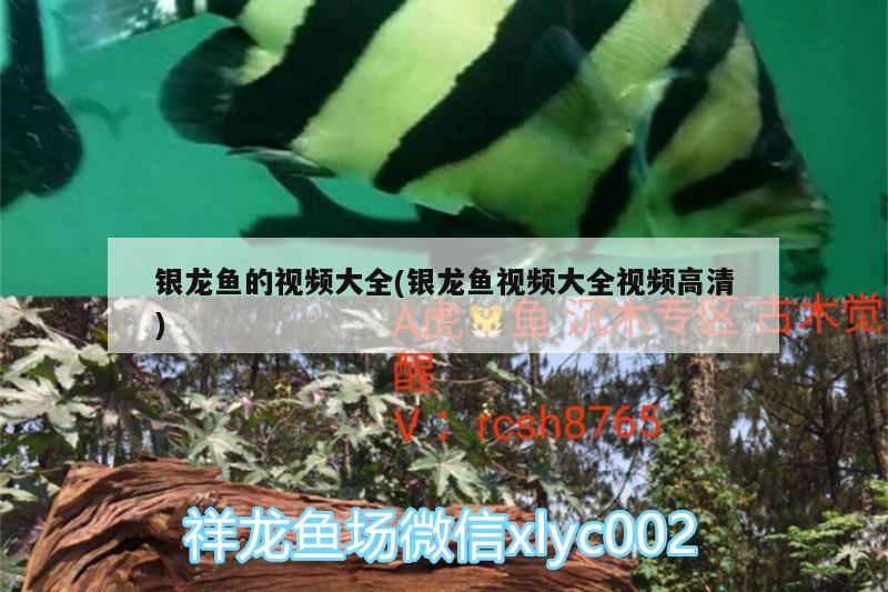 銀龍魚(yú)的視頻大全(銀龍魚(yú)視頻大全視頻高清) 銀龍魚(yú)