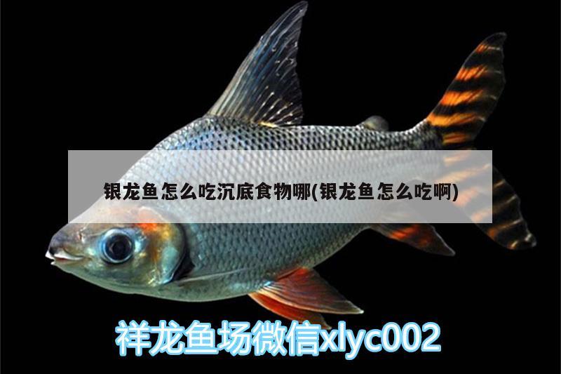 銀龍魚怎么吃沉底食物哪(銀龍魚怎么吃啊) 銀龍魚百科