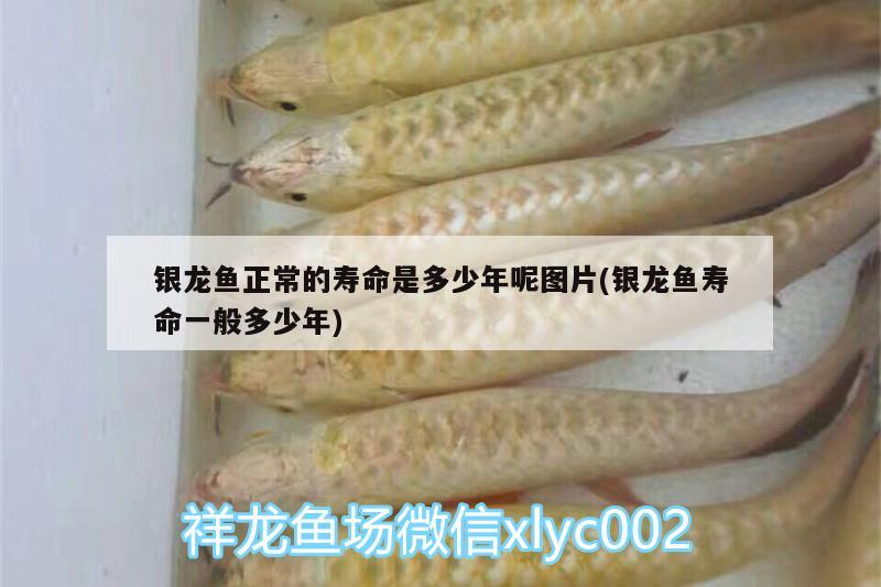 銀龍魚正常的壽命是多少年呢圖片(銀龍魚壽命一般多少年)