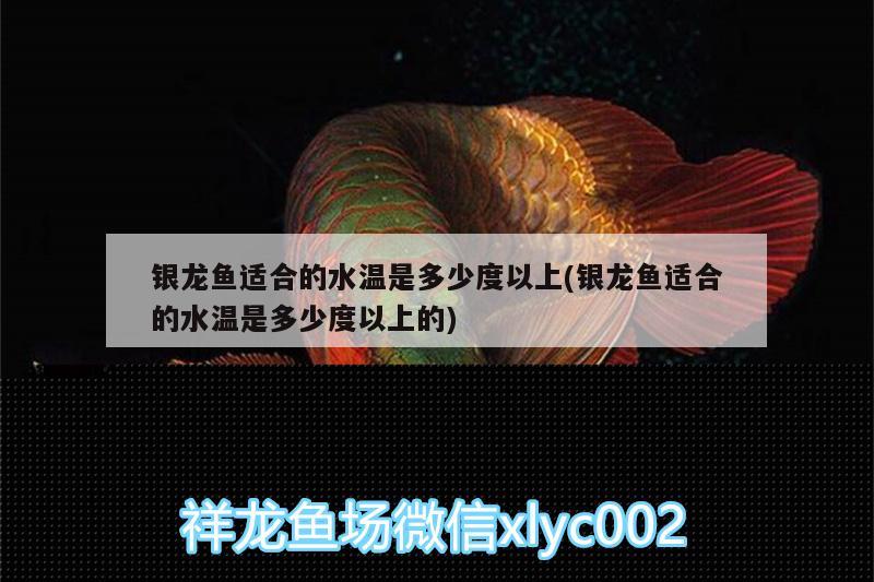 銀龍魚(yú)適合的水溫是多少度以上(銀龍魚(yú)適合的水溫是多少度以上的) 銀龍魚(yú)百科