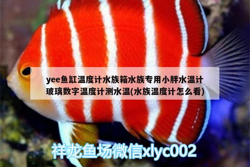 yee魚缸溫度計(jì)水族箱水族專用小胖水溫計(jì)玻璃數(shù)字溫度計(jì)測水溫(水族溫度計(jì)怎么看) yee