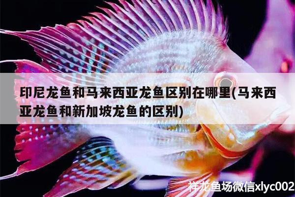 印尼龍魚和馬來西亞龍魚區(qū)別在哪里(馬來西亞龍魚和新加坡龍魚的區(qū)別)