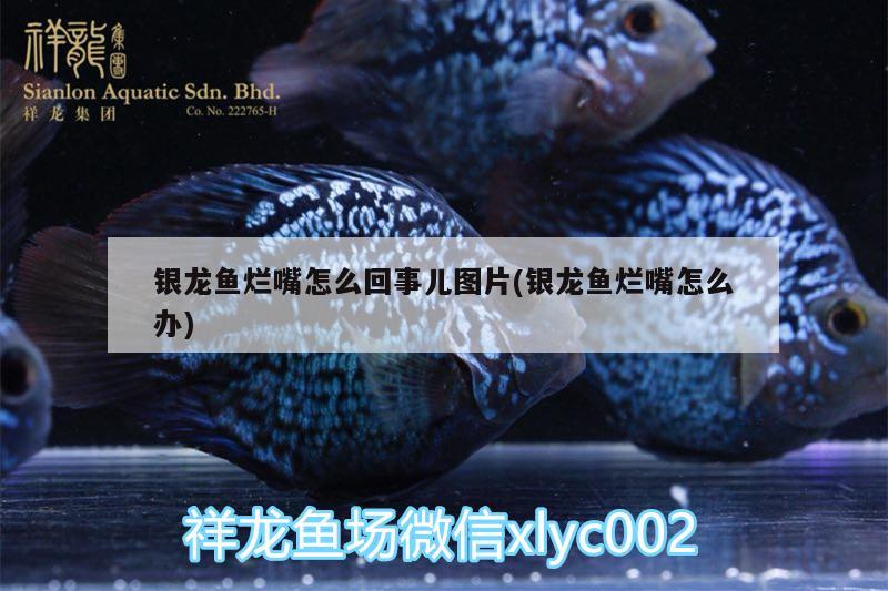 銀龍魚爛嘴怎么回事兒圖片(銀龍魚爛嘴怎么辦) 銀龍魚