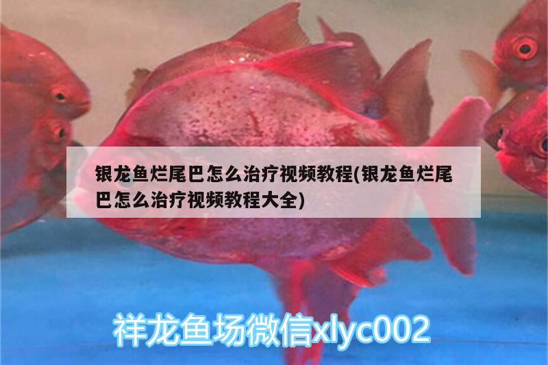 銀龍魚爛尾巴怎么治療視頻教程(銀龍魚爛尾巴怎么治療視頻教程大全) 銀龍魚百科