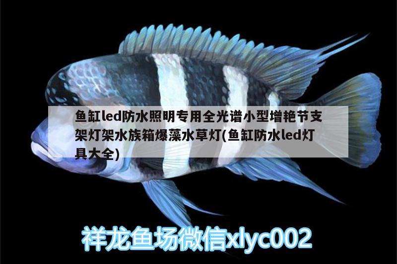 魚缸led防水照明專用全光譜小型增艷節(jié)支架燈架水族箱爆藻水草燈(魚缸防水led燈具大全)