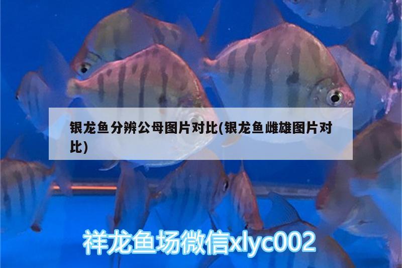 銀龍魚分辨公母圖片對比(銀龍魚雌雄圖片對比) 銀龍魚百科