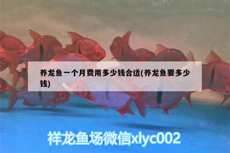 養(yǎng)龍魚一個(gè)月費(fèi)用多少錢合適(養(yǎng)龍魚要多少錢) 其他益生菌