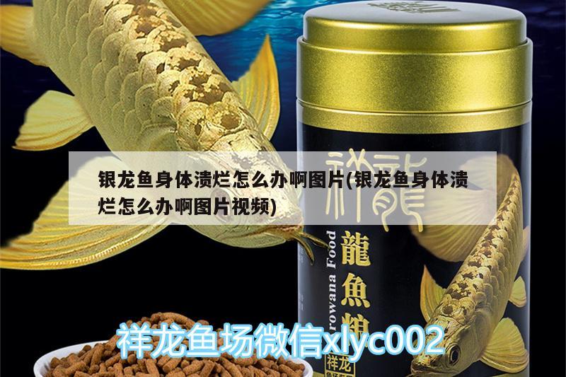 銀龍魚(yú)身體潰爛怎么辦啊圖片(銀龍魚(yú)身體潰爛怎么辦啊圖片視頻) 銀龍魚(yú)